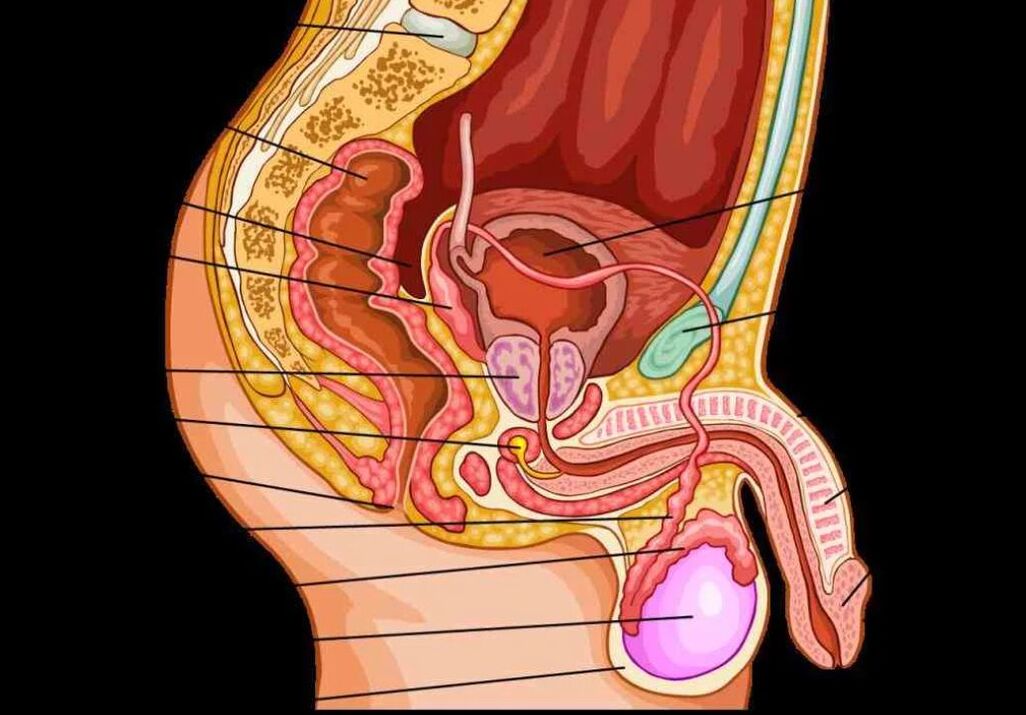 anatómia mužského penisu