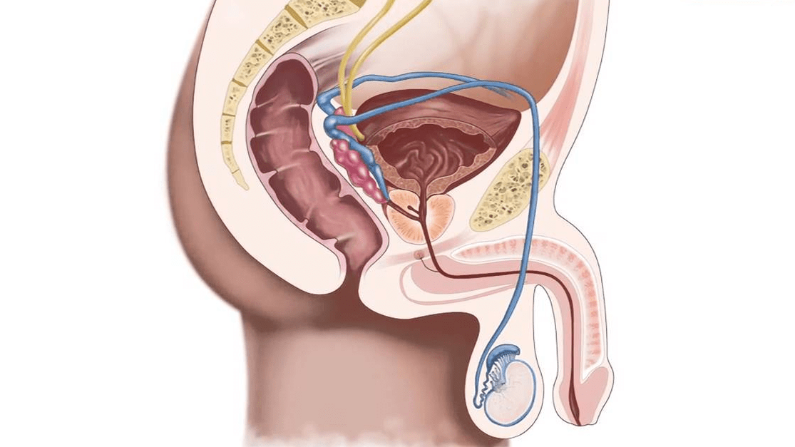 štruktúra penisu